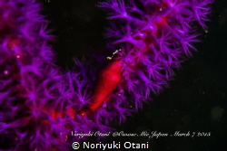 Red shell and purple flowers
Phenacovolva by Noriyuki Otani 
